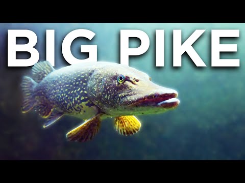 5 Ways To Catch BIGGER Pike