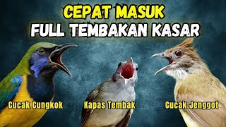 Download lagu Masteran Full Tembakan Kasar Cepat Masuk | Cucak Jenggot - Kapas Tembak - Cucak Cungkok mp3 Download lagu Masteran Full Tembakan Kasar Cepat Masuk | Cucak Jenggot - Kapas Tembak - Cucak Cungkok mp3
