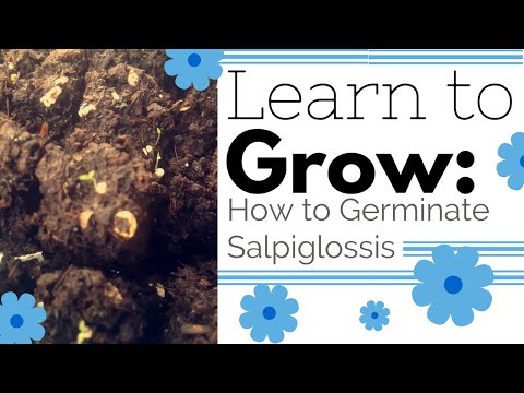 園芸 変化する花 Salpiglossis、ベルベット トランペット