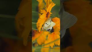 Download lagu காற்றுக்கு தூது விட்டு #music#relaxation#trending #viral mp3