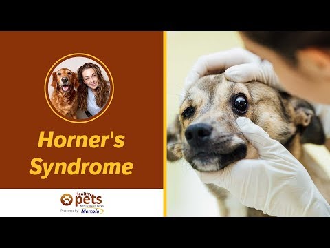 Dr. Becker Dicusses Horner's Syndrome