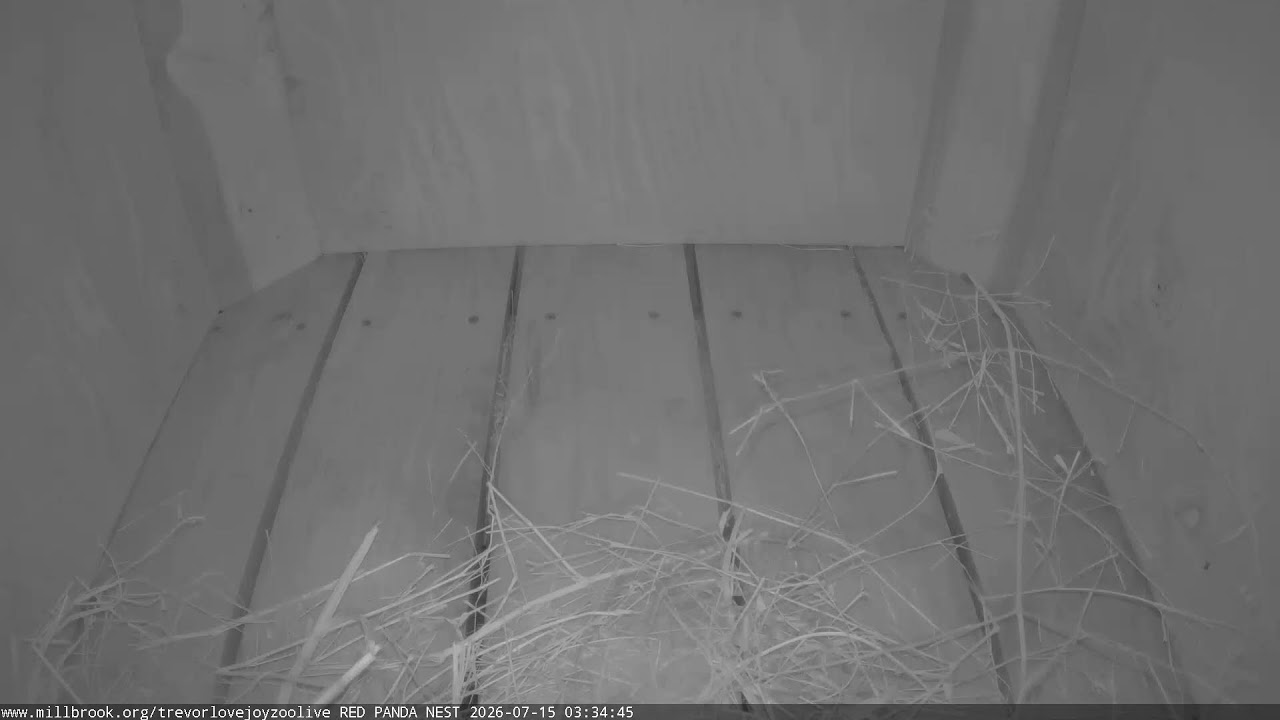 Live webcam view of Red Panda Nest Cam