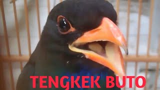 Download lagu masteran burung‼️suara burung Tengkek Buto gacor bocor mp3 Download lagu masteran burung‼️suara burung Tengkek Buto gacor bocor mp3