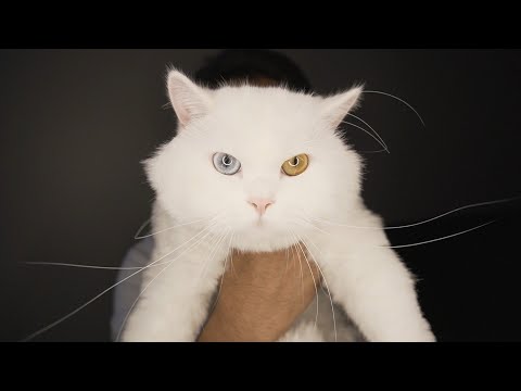 CAT Haircut | vlog