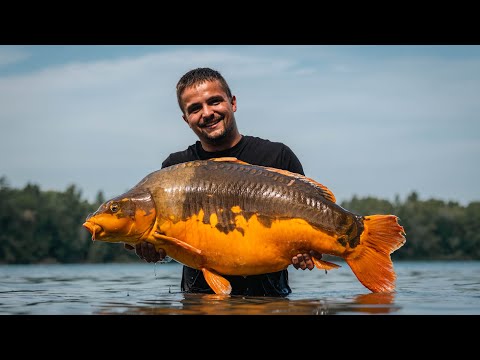 Životní  ryba Grál ! 🧡  Madárský Gyékenýes 💚