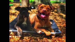 Download Lagu Long Island Dog Trainer: Pitbull Kobe Off Leash | Best Dog Trainers in NY Thumbnail