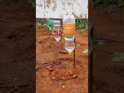 COMO FAZER UM GOTEJAMENTO COM GARRAFAS PETS ECONOMIA GIGANTE DE ÁGUA NA SUA HORTA.