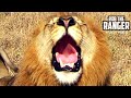 Powerful Roar Of A Majestic Wild African Male Lion...