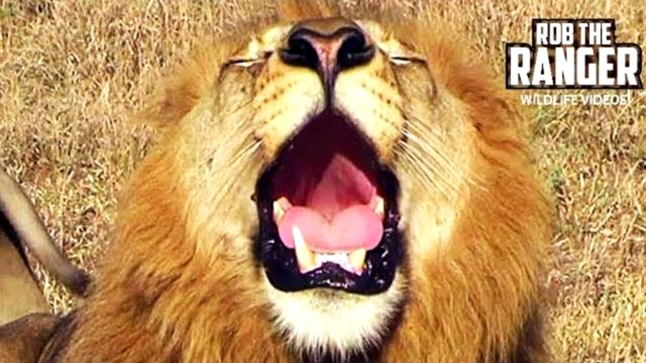 <h1 class=title>Powerful Lion Roaring In The Wild | African Safari Sighting</h1>