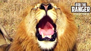 Powerful Roar Of A Majestic Wild African Male Lion