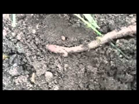 Kleiner Regenwurm tanzt :D