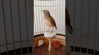 Download lagu branjangan NTT mp3