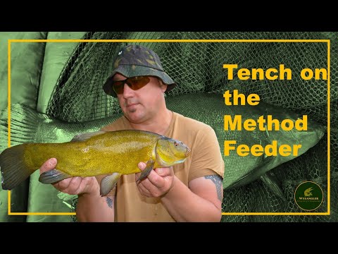 Tench on the Method Feeder