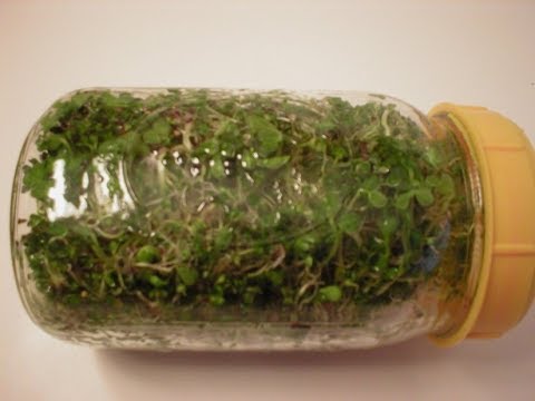 How to Remove Seeds from Jar Sprouts - YouTube