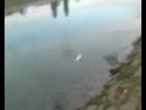 Ribolov Plovkom. Uzimanje plotice. Kupa Karlovac