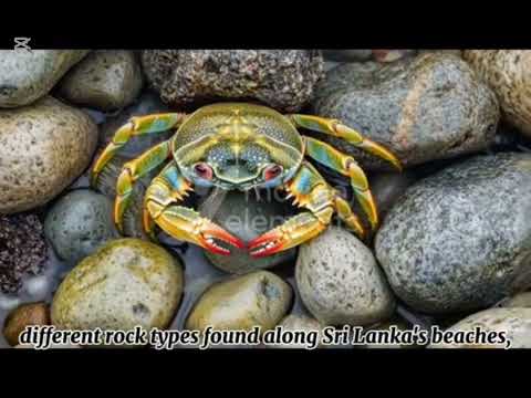 Beach Rocks in Sri Lanka 