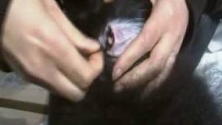 Poodle Grooming Ears and Nails