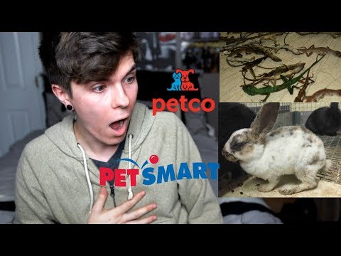 DONT BUY PETS FROM PETSMART/PETCO (You aren't rescuing them)