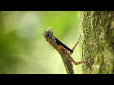 フライング・トカゲは大胆な脱出をする｜ワイルド・シンガポール｜BBCアメリカ (Flying Lizard Makes A Daring Escape | Wild Singapore | BBC America)