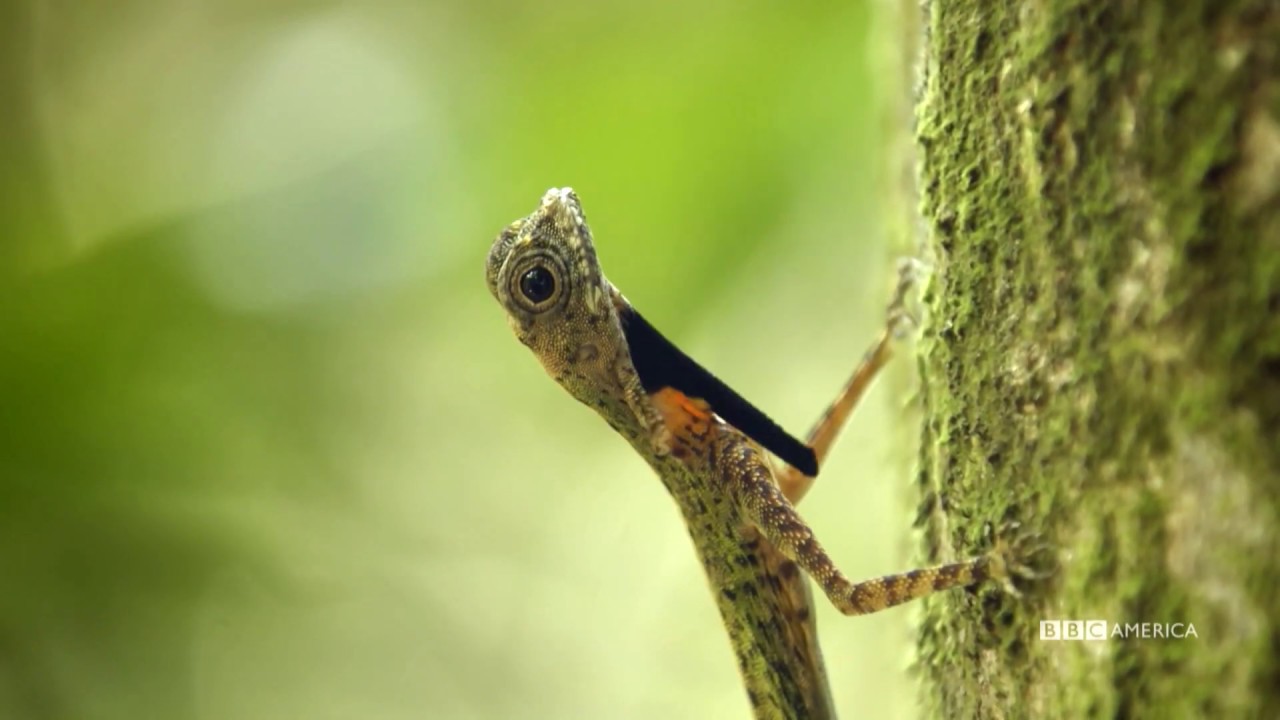 Flying Lizard Makes A Daring Escape | Wild Singapore | BBC America