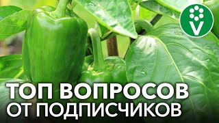 рассада баклажанов и перцев видео. Смотреть фото рассада баклажанов и перцев видео. Смотреть картинку рассада баклажанов и перцев видео. Картинка про рассада баклажанов и перцев видео. Фото рассада баклажанов и перцев видео