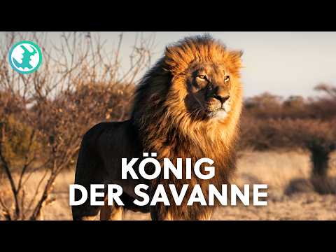 In the Realm of Lions: An Epic Journey Through the African Wilderness