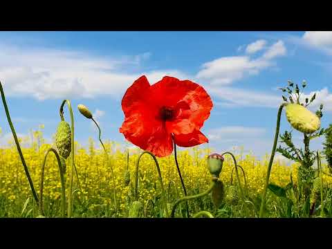 4K Poppy Meadow & Birdsong | relaxing nature sounds for sleep | nature sounds | #nature