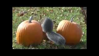 Crazy squirrel destroying my pumpkins.