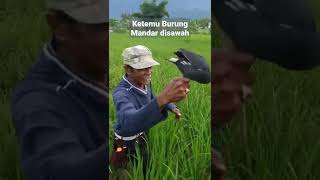 Download lagu Pas cari ruak-ruak eh ketemu burung mandar mp3 Download lagu Pas cari ruak-ruak eh ketemu burung mandar mp3