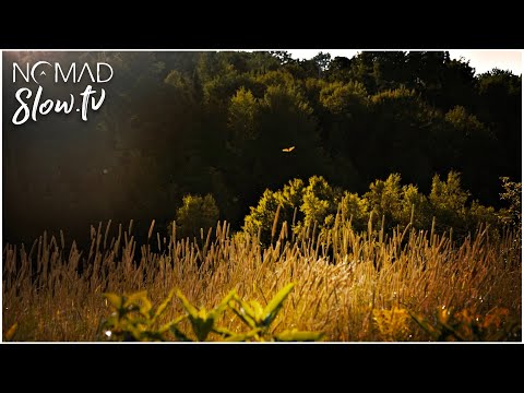 a field at dawn | Pools of Light - 08 - Pools of Light