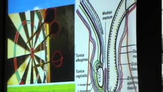 4) Dr.Sherif Zaki 15/02/2015 [Inguinal ligament & Inguinal canal ]