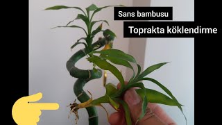 3 günde ŞANS BAMBUsunu Toprakta Köklendirme-  Şans Bambusu Çoğaltma - 