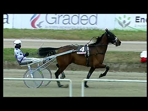 Napoli Trotto 24/12/2021 - 2ª corsa