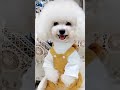 Smile In Puppy Video Shorts Youtubeshorts Youtubevideo Puppy