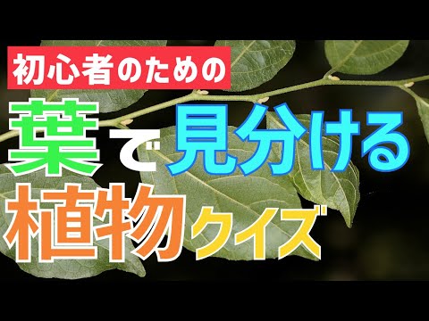 棘とか棘とか?違いを見分ける方法は次のとおりです 庭の練習