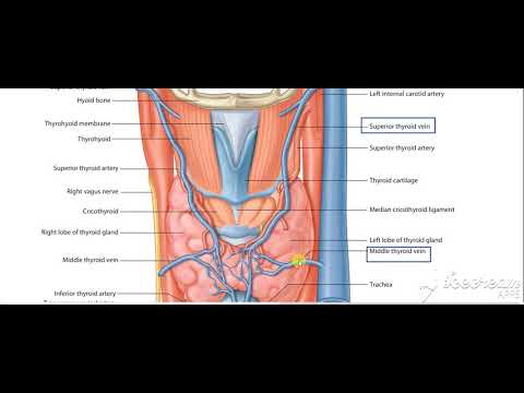 Thyroid gland blood supply