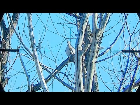 Road Hunting Doves With An Fx Impact Scope Cam Footage