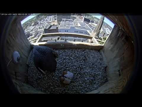 May 9 2022 Midday feeding 1214PM