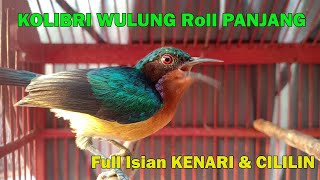 Download lagu KOLIBRI WULUNG Roll PANJANG Full Isian KENARI & CILILIN mp3