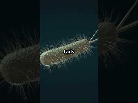 "Flagella, Fimbriae, and Pili: Tiny Structures, Big Functions!"