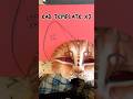 Making A Firestar Mask Therian Animalmask Warriorcats Theriangear Therianthropy Furry Funny