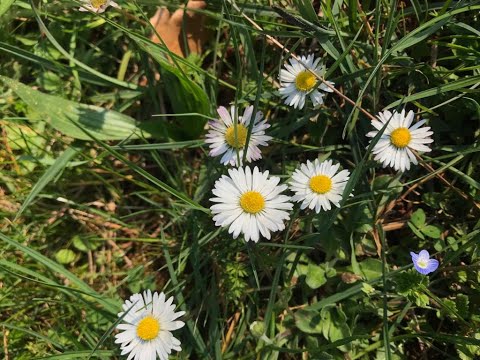 Tipps und Tricks für Rangers -Pflanzenkunde