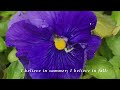 I believe in Springtime - by John Rutter