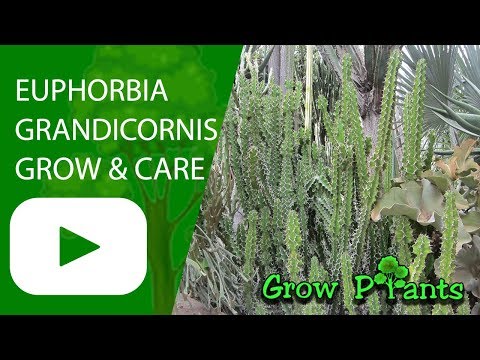 , title : 'Euphorbia grandicornis - grow and care'