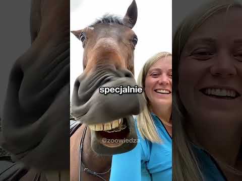 tych rzeczy koń ci nie powie🤫