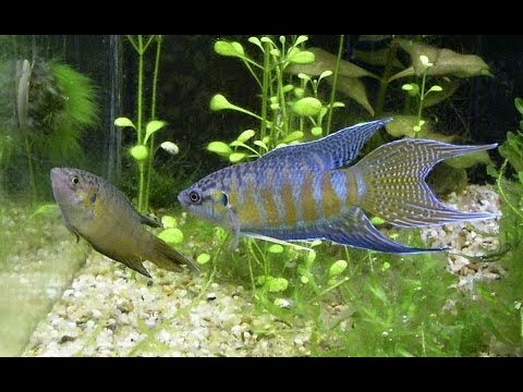 Paradise Fish (Macropodus opercularis) — profil druhu, chov, kŕmenie a správanie makropóda