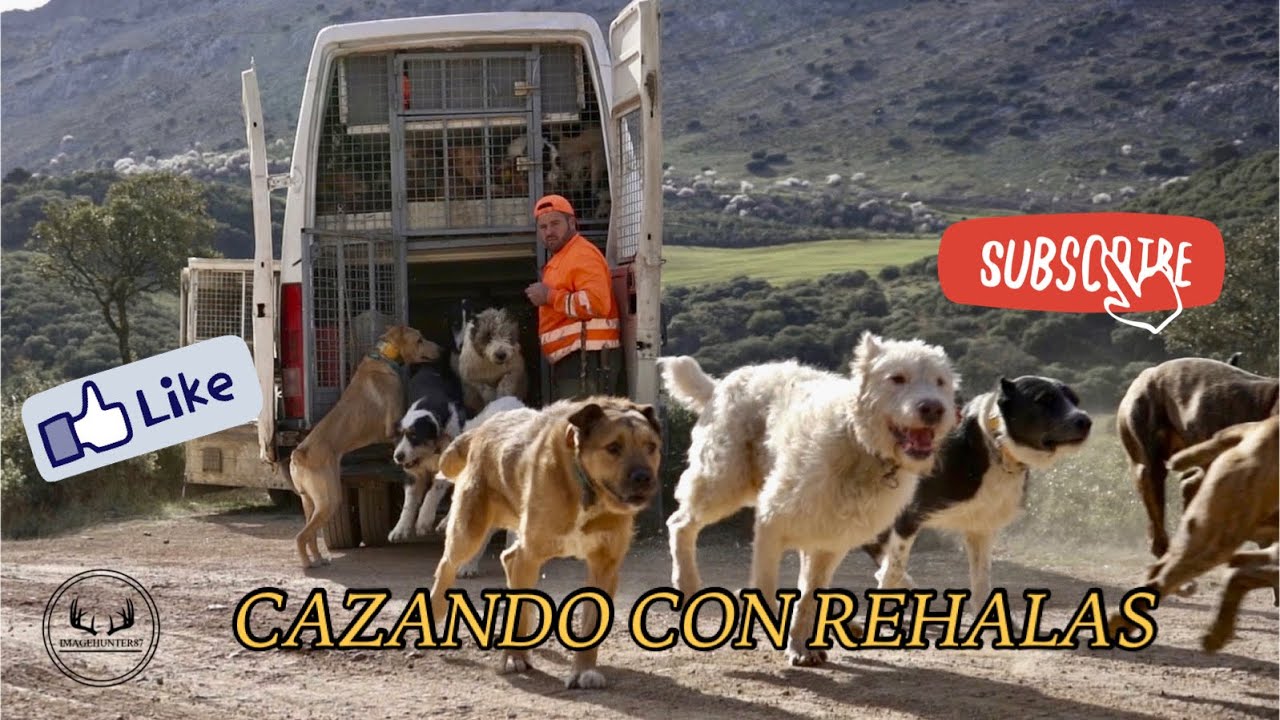🎥 CAZANDO CON REHALAS #SialaCaza#🐕🐕🇪🇸
