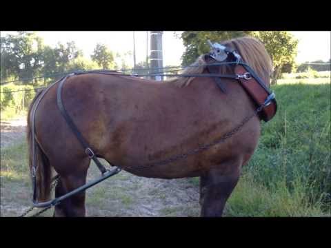 Le travail des sols - les Parcelles du Cheval (Domaine de la Solitude Pessac-Léognan)