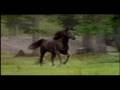 Adventures Of The Black Stallion End Credits