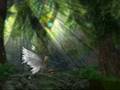 Secret Garden - Reflection